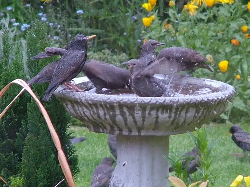 Starlings.jpeg_resize