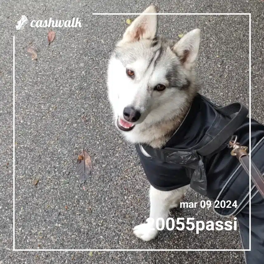 CashWalk_share_capture_20240309_b6299553-adf7-4ad8-b034-4a8569d4