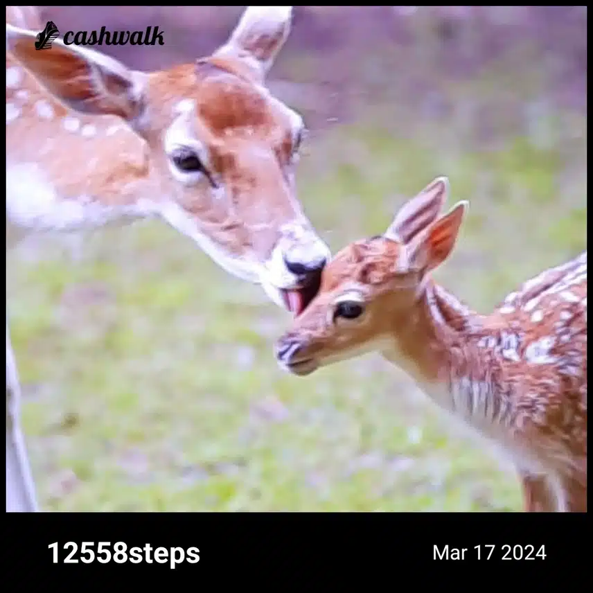 CashWalk_share_capture_20240317_7a908041-8e62-421c-92ee-94615168