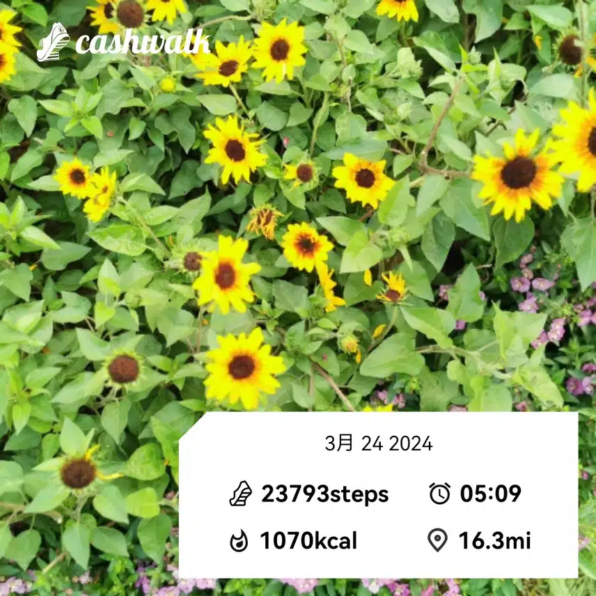 CashWalk_share_capture_20240324_0a17e525-9b07-49ce-b6d4-72c955c6