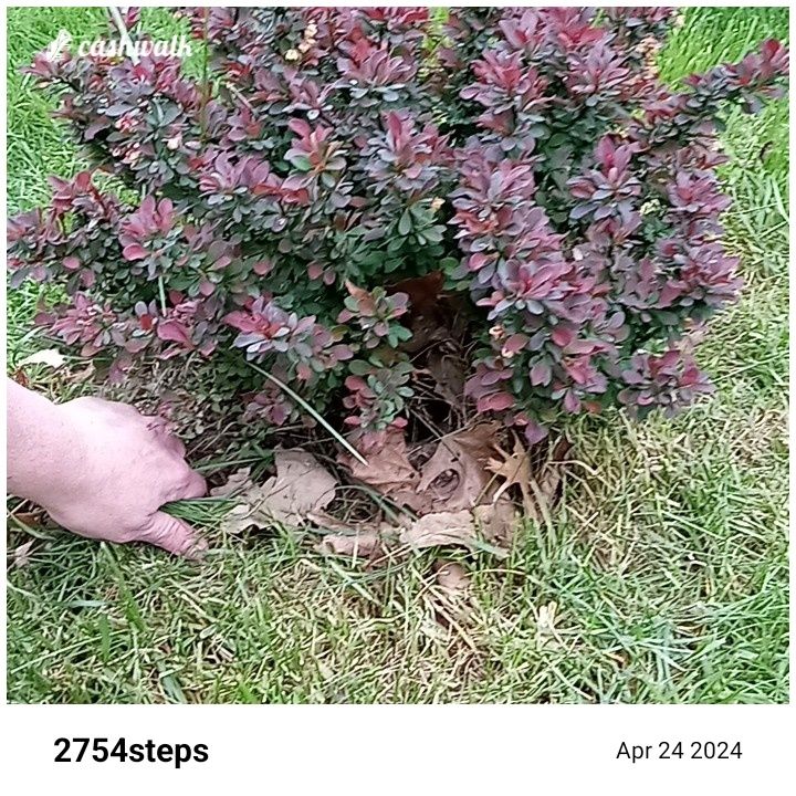 CashWalk_share_capture_20240424_d652251f-f0fe-4948-b368-7abe1435