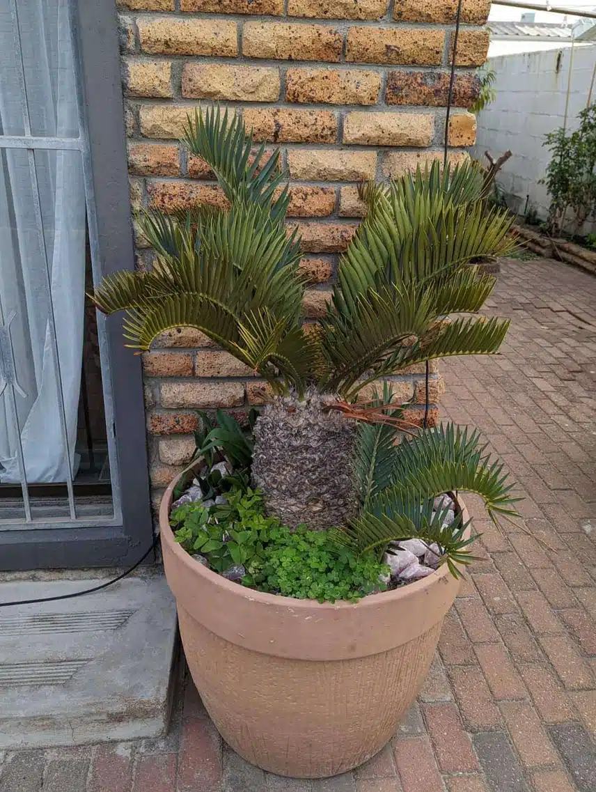 FB_IMG_1714222545359.jpg_resize