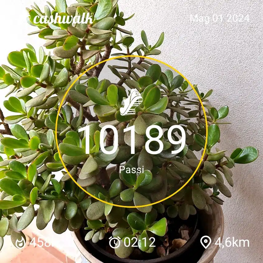 1000043665.jpg_resize