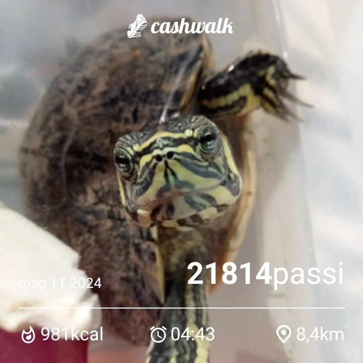 CashWalk_share_capture_20240511_d8de76f7-7d43-4824-8c79-9b02216f