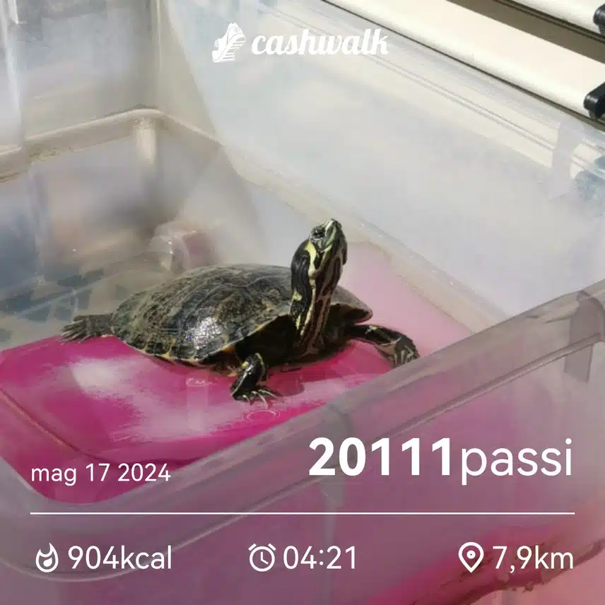 CashWalk_share_capture_20240517_2f9eb8bf-2dd5-4f6c-a316-63b6db7a