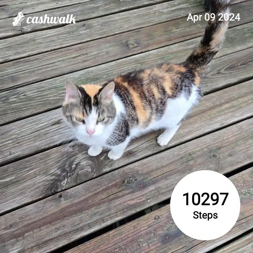 CashWalk_share_capture_20240409_d61cc115-6945-46cd-ae7e-a112ec03