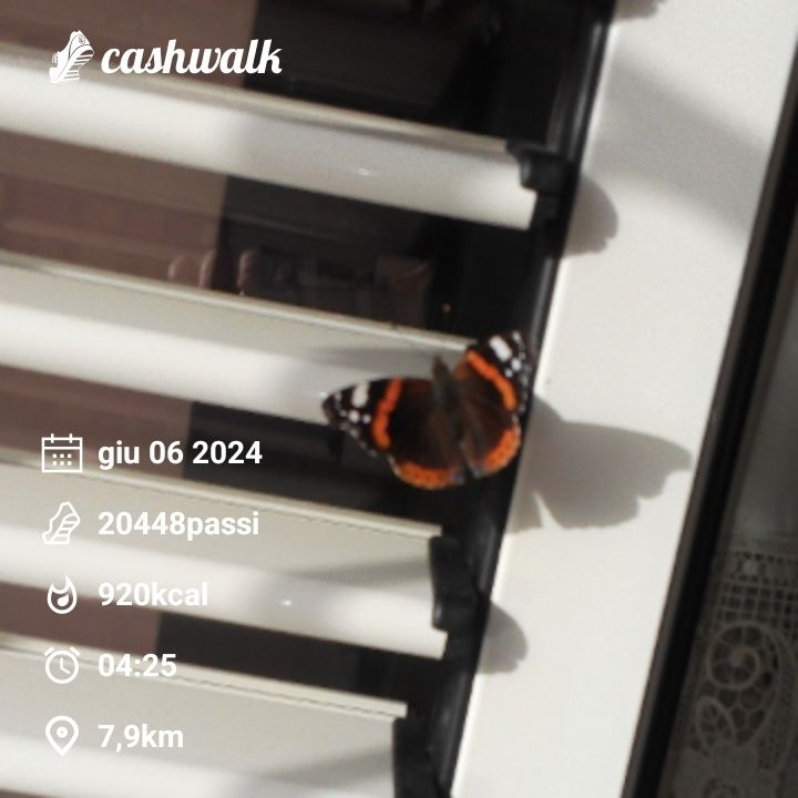 CashWalk_share_capture_20240606_c1b68fc6-ac63-4a00-af3d-bc5e1cad