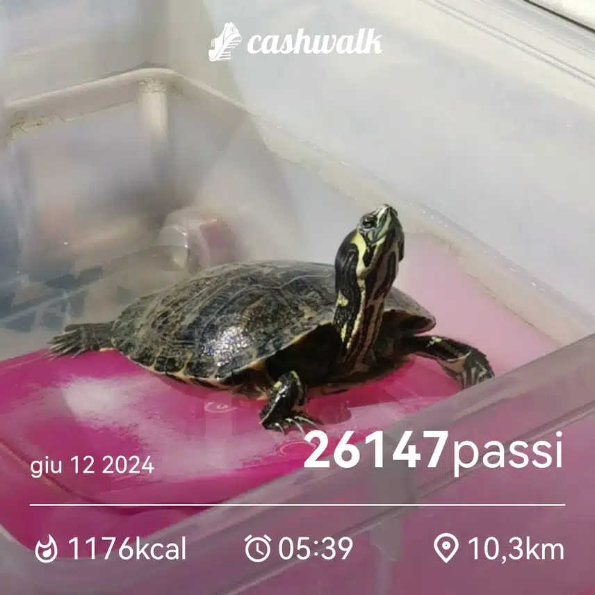 CashWalk_share_capture_20240612_23072906-8672-431b-8fac-3307b8c7