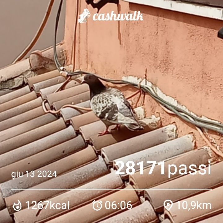 CashWalk_share_capture_20240613_450f1808-35f5-4115-a737-380f1b3b