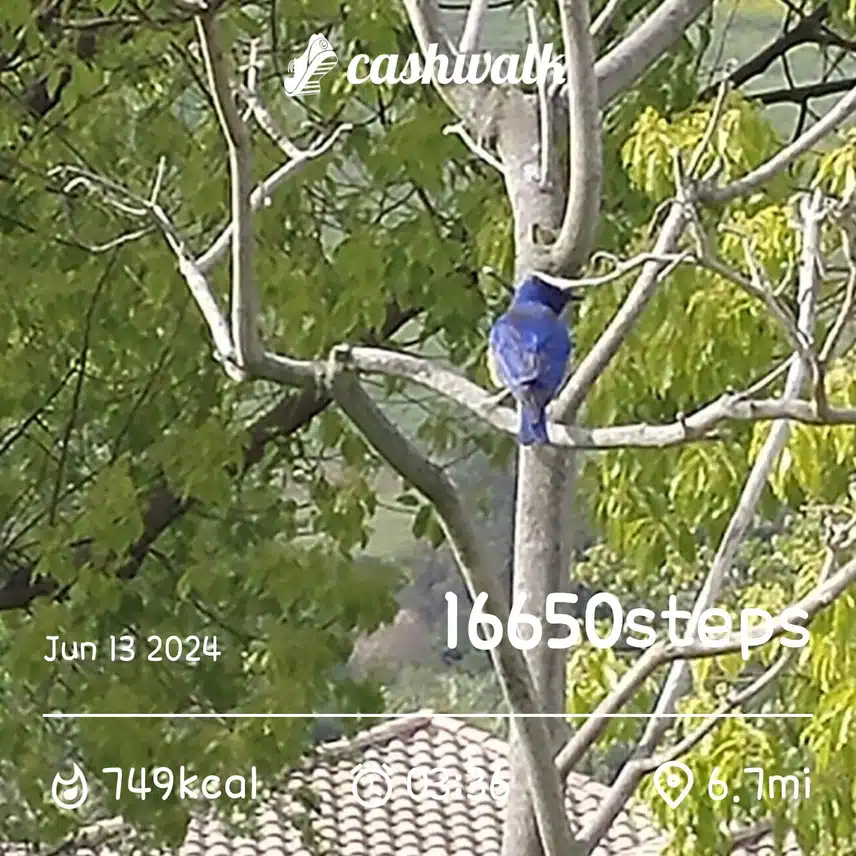 CashWalk_share_capture_20240613_2ffee1ab-ca1c-45c1-b603-9da30334