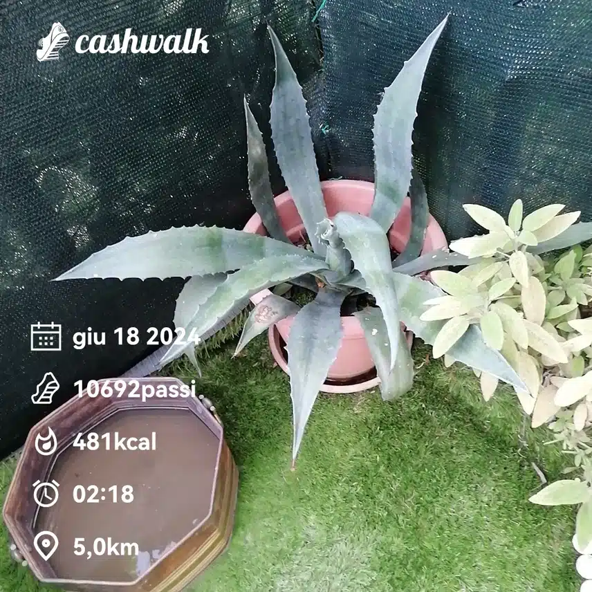 CashWalk_share_capture_20240618_00b1be70-810d-4e50-8951-d113922f