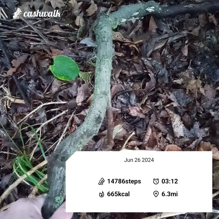 CashWalk_share_capture_20240626_bd41a2a6-1641-4ac9-9a5b-cefa5573