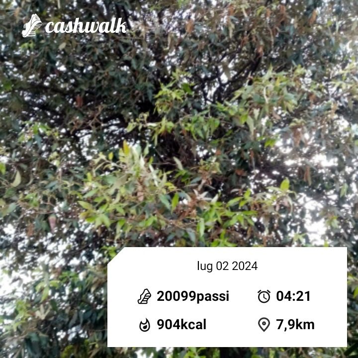 CashWalk_share_capture_20240702_3a63be06-fd1b-479c-910f-af0b0673
