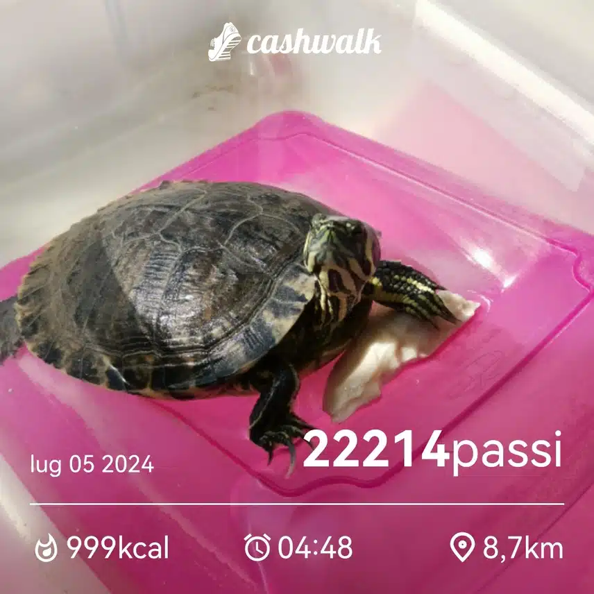 CashWalk_share_capture_20240705_1e54fbfc-42ae-4df3-8a4d-4313c580