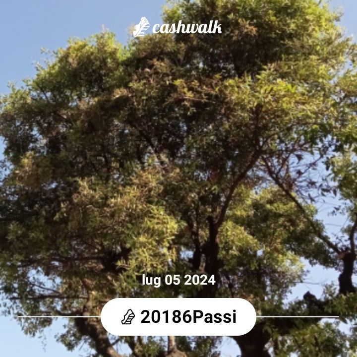 CashWalk_share_capture_20240705_93fb7727-63ff-4df4-8bc3-a56ce1db