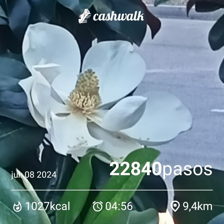 CashWalk_share_capture_20240708_17185237-9bf1-4a95-bde1-f7772d1a