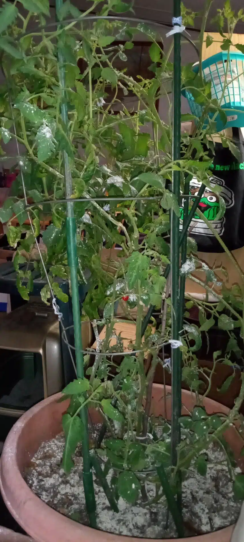 IMG_20240709_194032303.jpg_resize