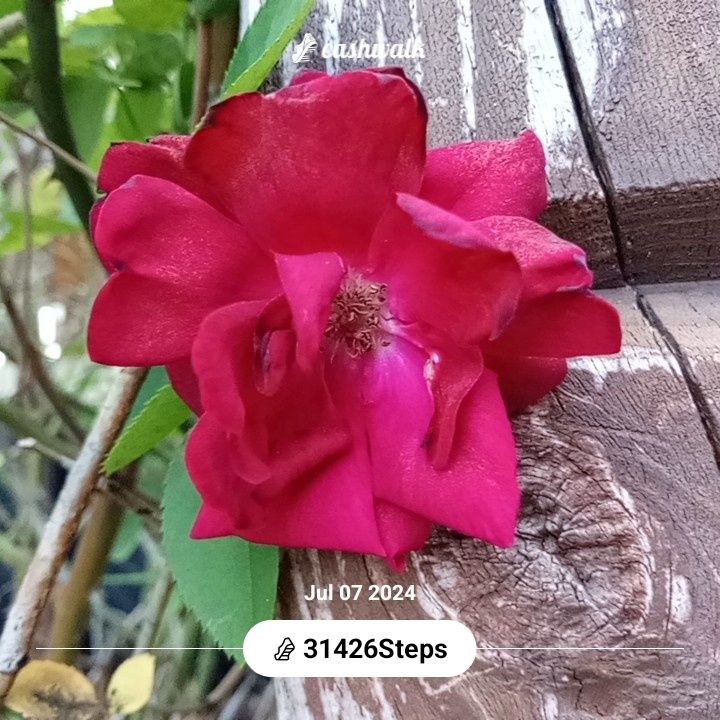 1000005417.jpg_resize