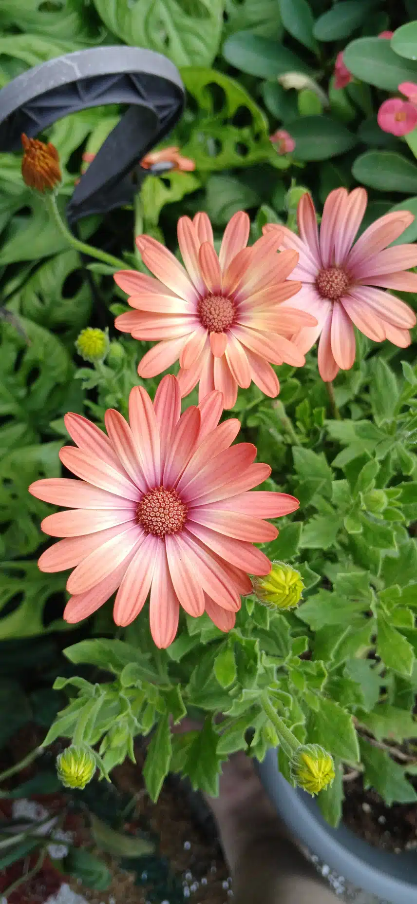 1000013556.jpg_resize