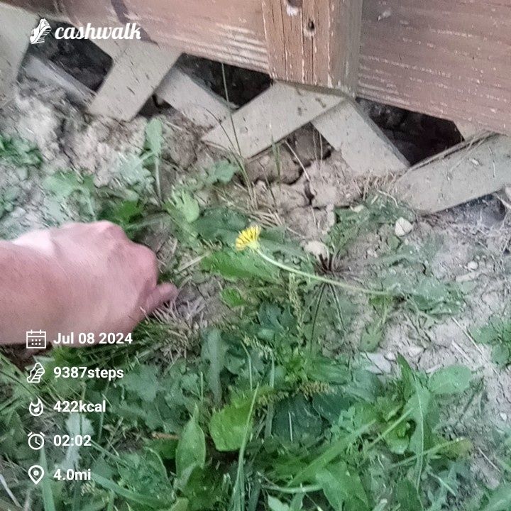 CashWalk_share_capture_20240708_ff9a68cc-f7e2-4643-b93a-4fe4dd56