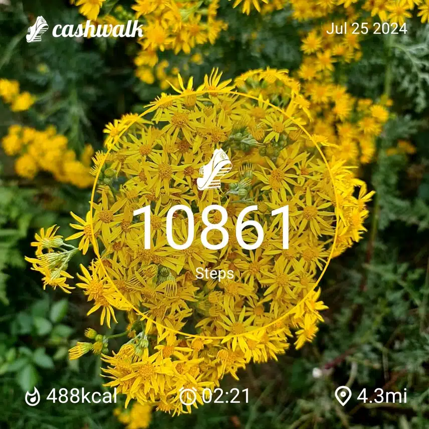 CashWalk_share_capture_20240725_332a6498-102b-4a2a-9314-2374c2fd