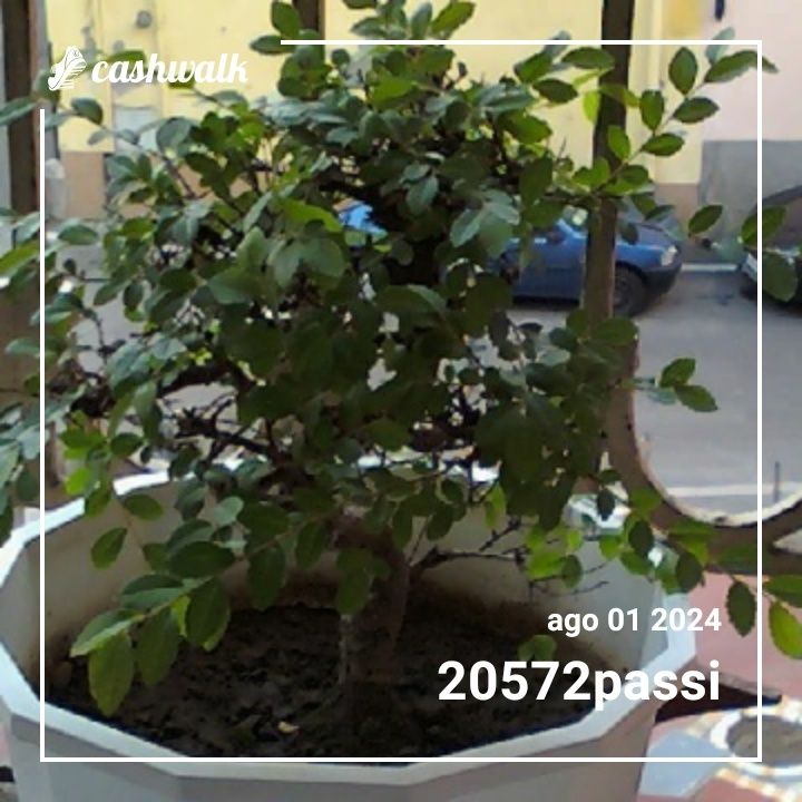 CashWalk_share_capture_20240801_dc3f304a-1c27-446f-982c-7c6c64ca
