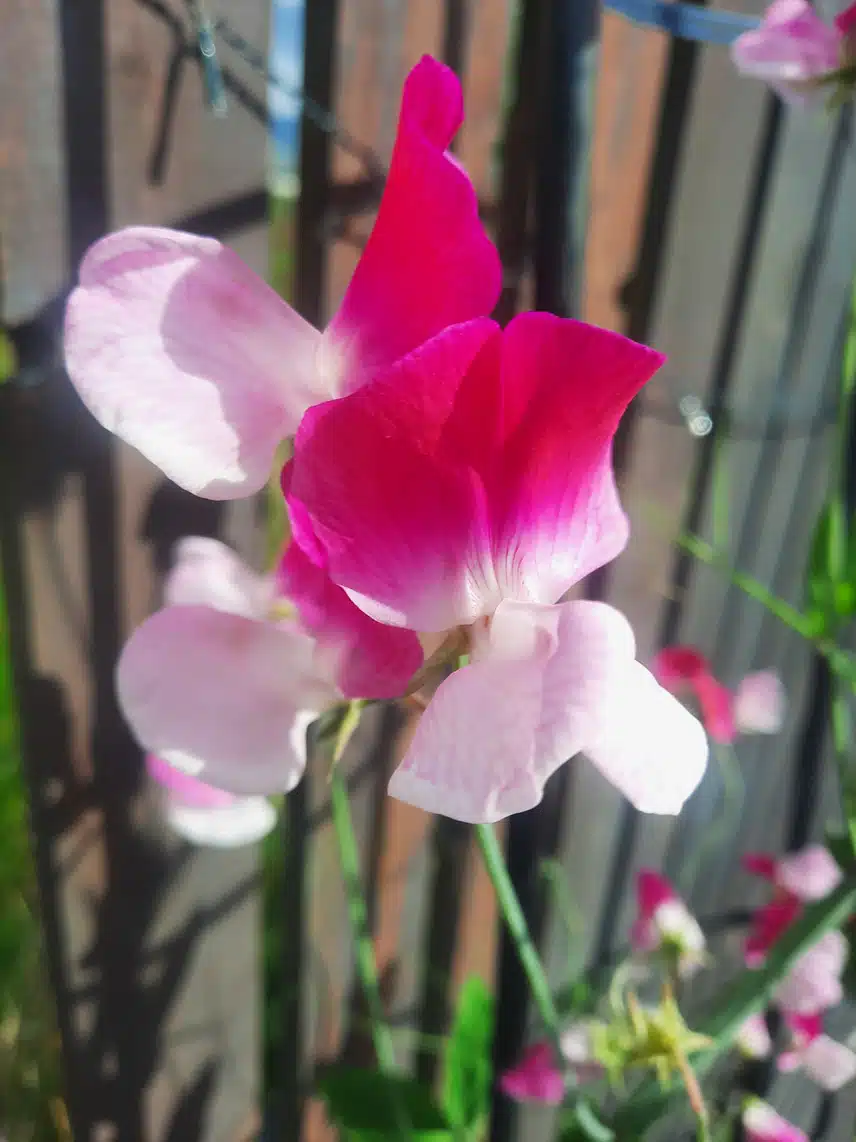 1000011798.jpg_resize