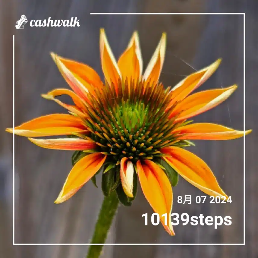 CashWalk_share_capture_20240807_b62bf914-08be-46cc-a42e-4330a654