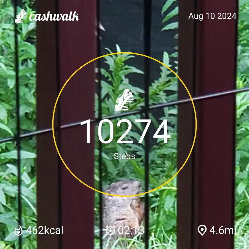 CashWalk_share_capture_20240810_c10e4a00-6650-48e9-83fd-4c59b780