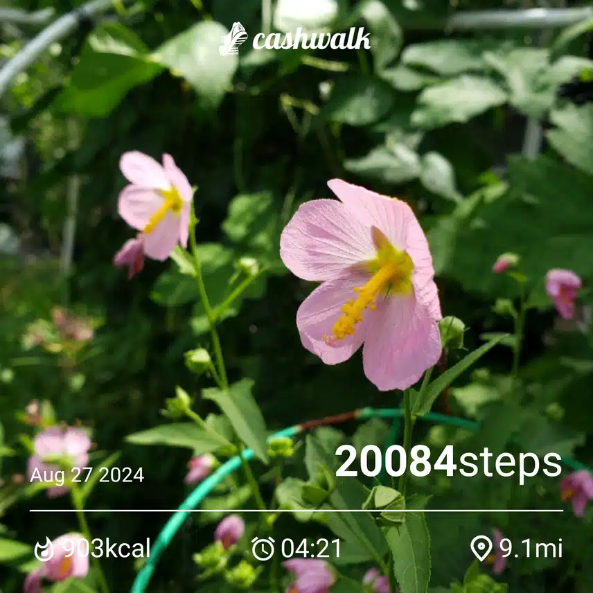 CashWalk_share_capture_20240827_9984c4e7-1b63-411a-9db9-036bc1da
