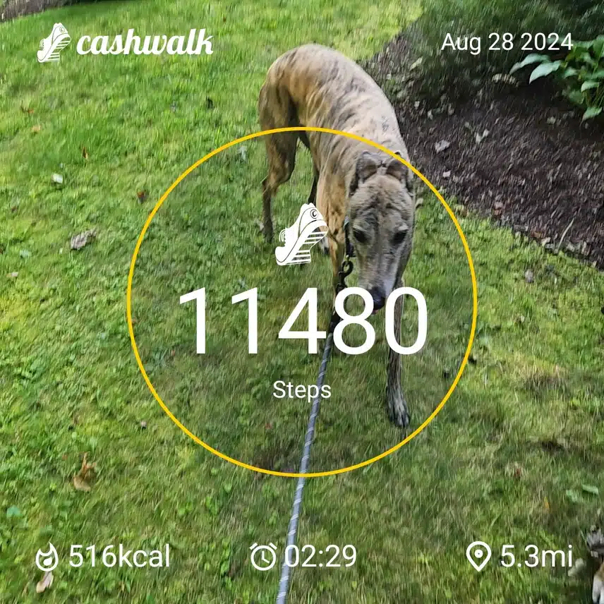 CashWalk_share_capture_20240828_1b8b04fc-a15b-4ab9-b4d5-3ed01222