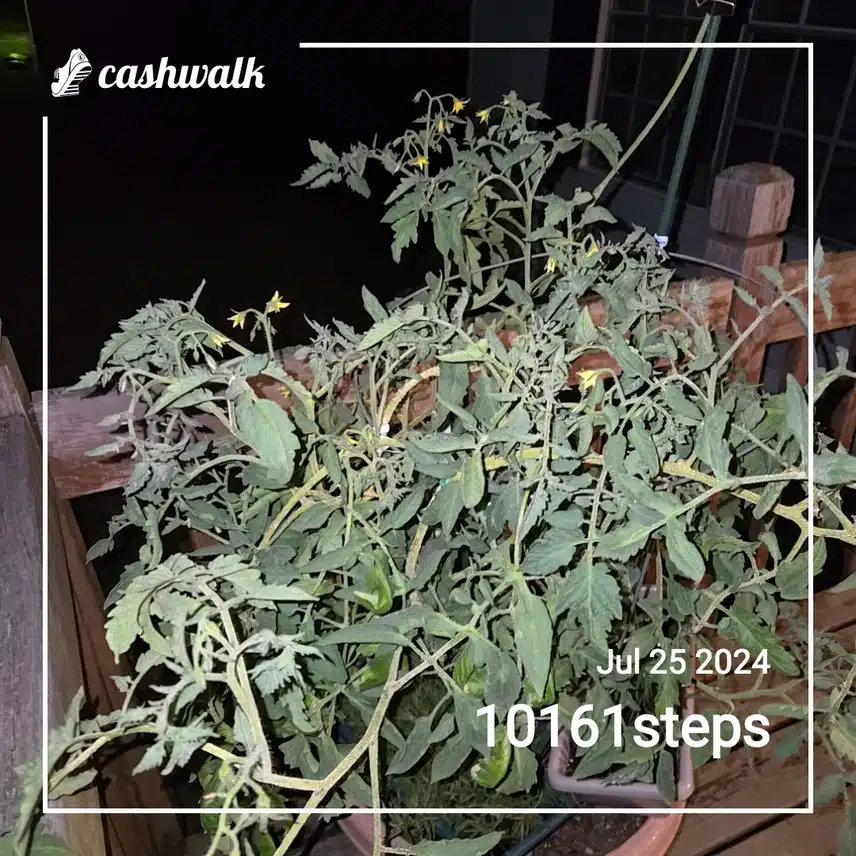 CashWalk_share_capture_20240725_579fb759-d154-4f49-883c-35977c82