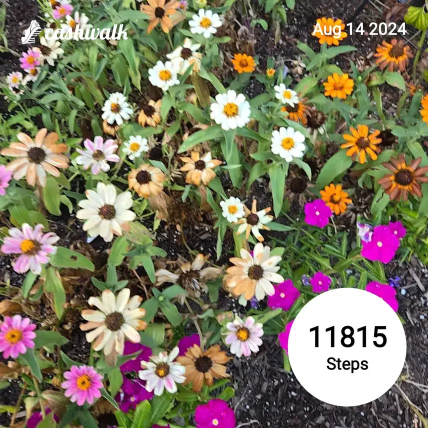 CashWalk_share_capture_20240814_20a11314-6996-4b6d-bdce-b7bf1920
