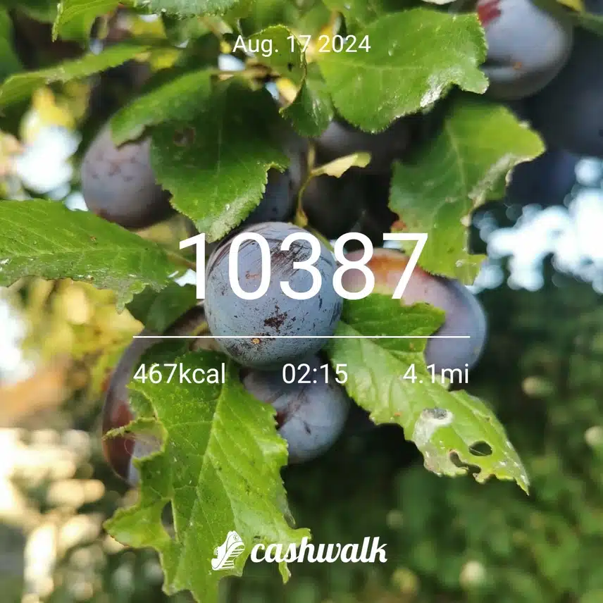 CashWalk_share_capture_20240817_a69c6782-fc8e-4b57-9ea6-2abbbd75
