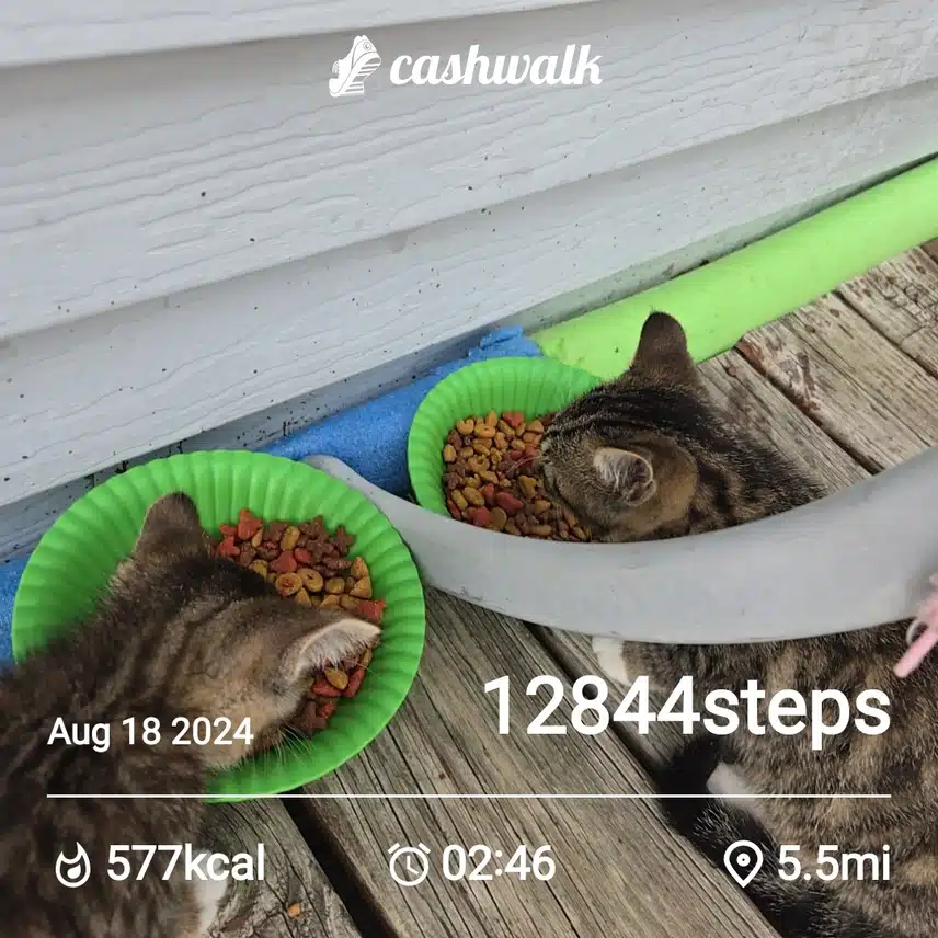 CashWalk_share_capture_20240818_d038206b-48db-4cdd-944b-edb413a4