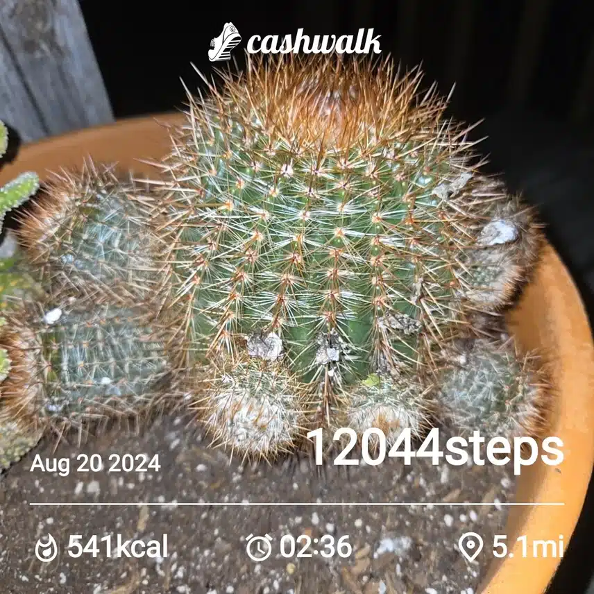 CashWalk_share_capture_20240820_8922f60d-3482-44b1-ad14-83caebbb