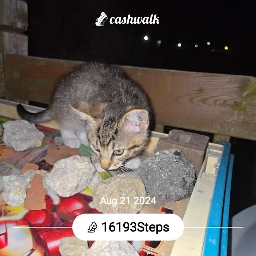 CashWalk_share_capture_20240821_1d8e27d5-4ae5-4c64-a8f1-1eff2b37