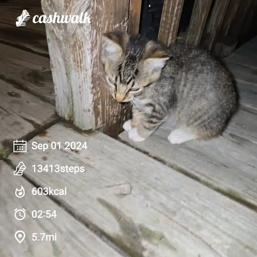 CashWalk_share_capture_20240901_1e368e47-2ef7-4030-99f9-ad343b4e