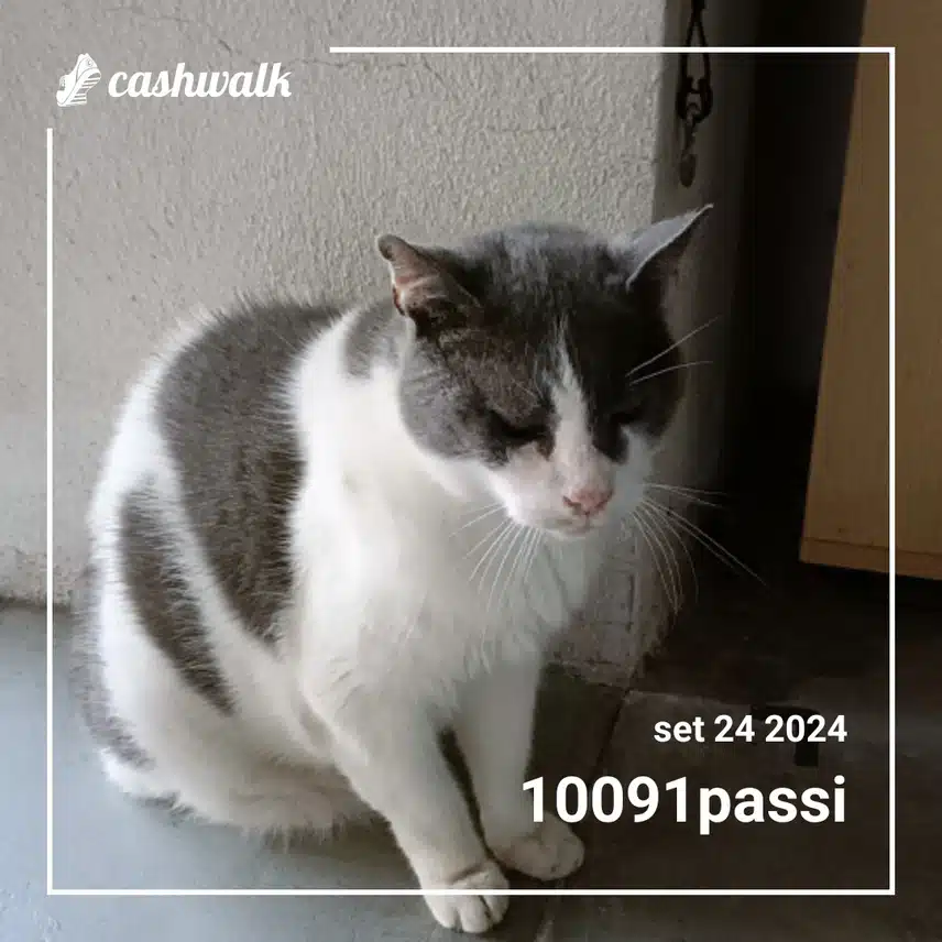 CashWalk_share_capture_20240924_063e85a7-fb3d-4308-889b-ed631727