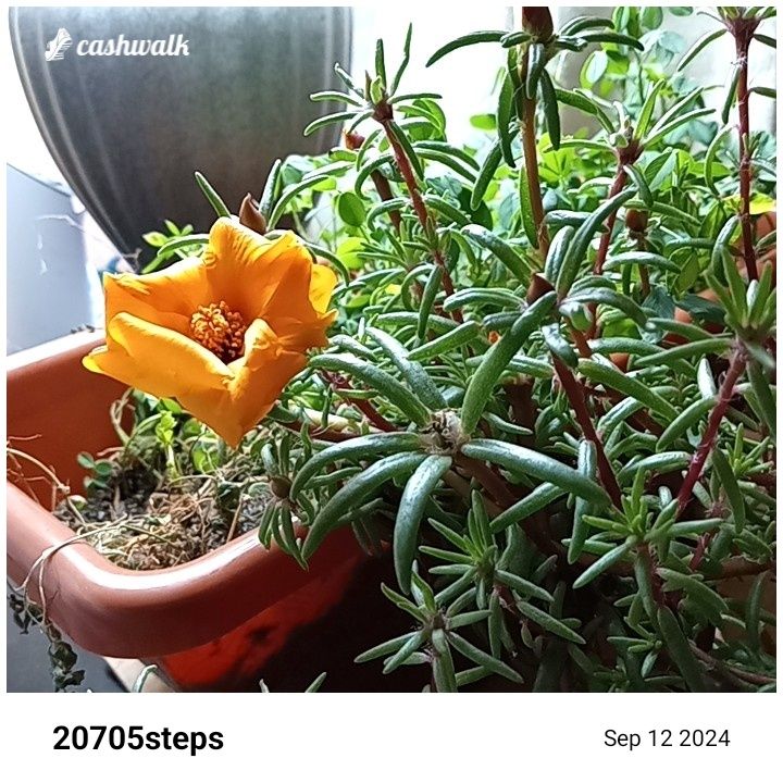 CashWalk_share_capture_20240912_69bd2fa6-32e9-4528-9ab4-19d84b69