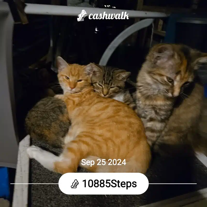 CashWalk_share_capture_20240925_ad993cbb-2db9-451f-adcc-cb137e88