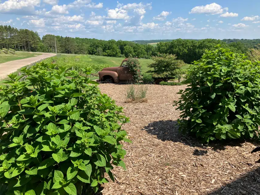 IMG_2545.jpeg_resize