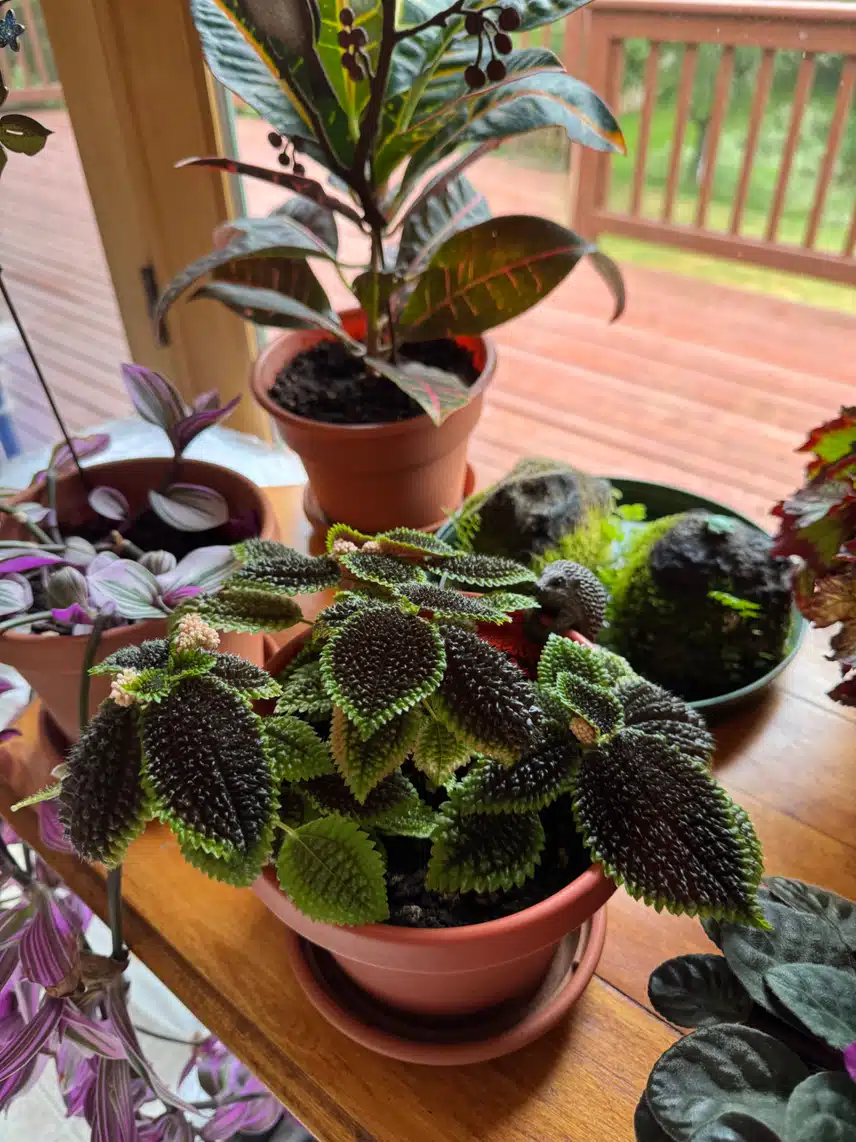 IMG_2826.jpeg_resize