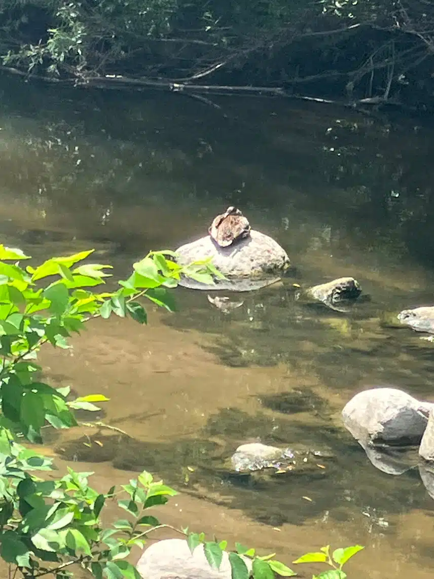 IMG_0215.jpeg_resize