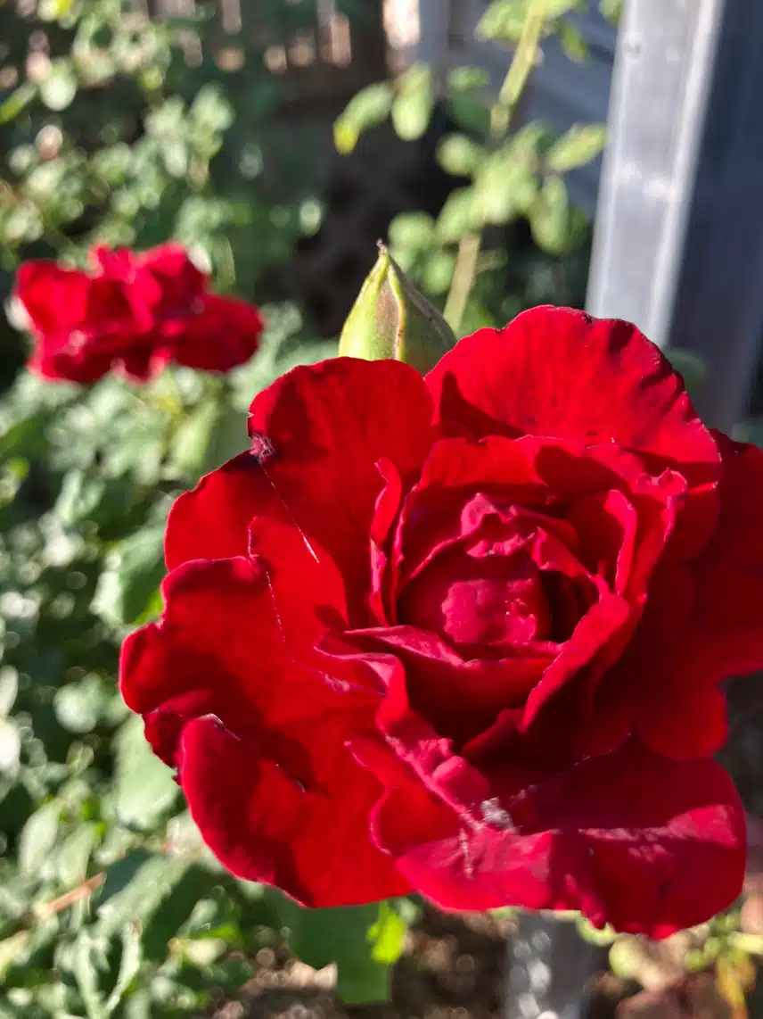 IMG_4521.jpeg_resize