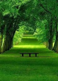 Naturaleza Paseo En Efectivo Comunidad