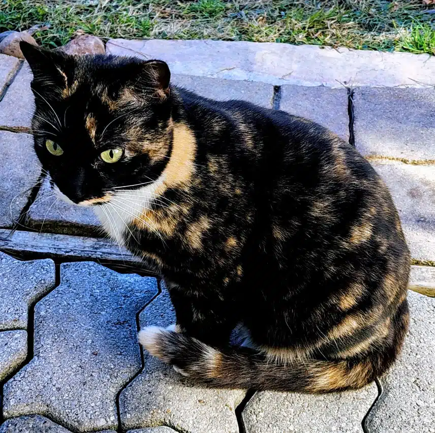 1000003086.jpg_resize