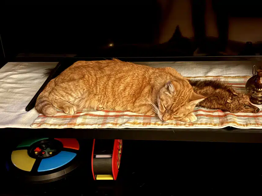 1000008684.heic_resize_resize