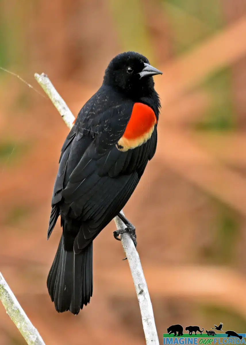 Imagine-Our-Florida-Red-Winged-Blackbird-2-1097x1536.jpg_resize