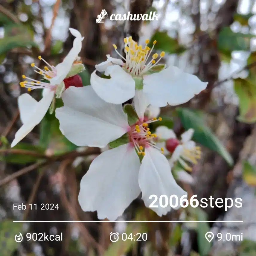 CashWalk_share_capture_20240211_f3ed6e87-3fe1-4379-a0d9-36297005